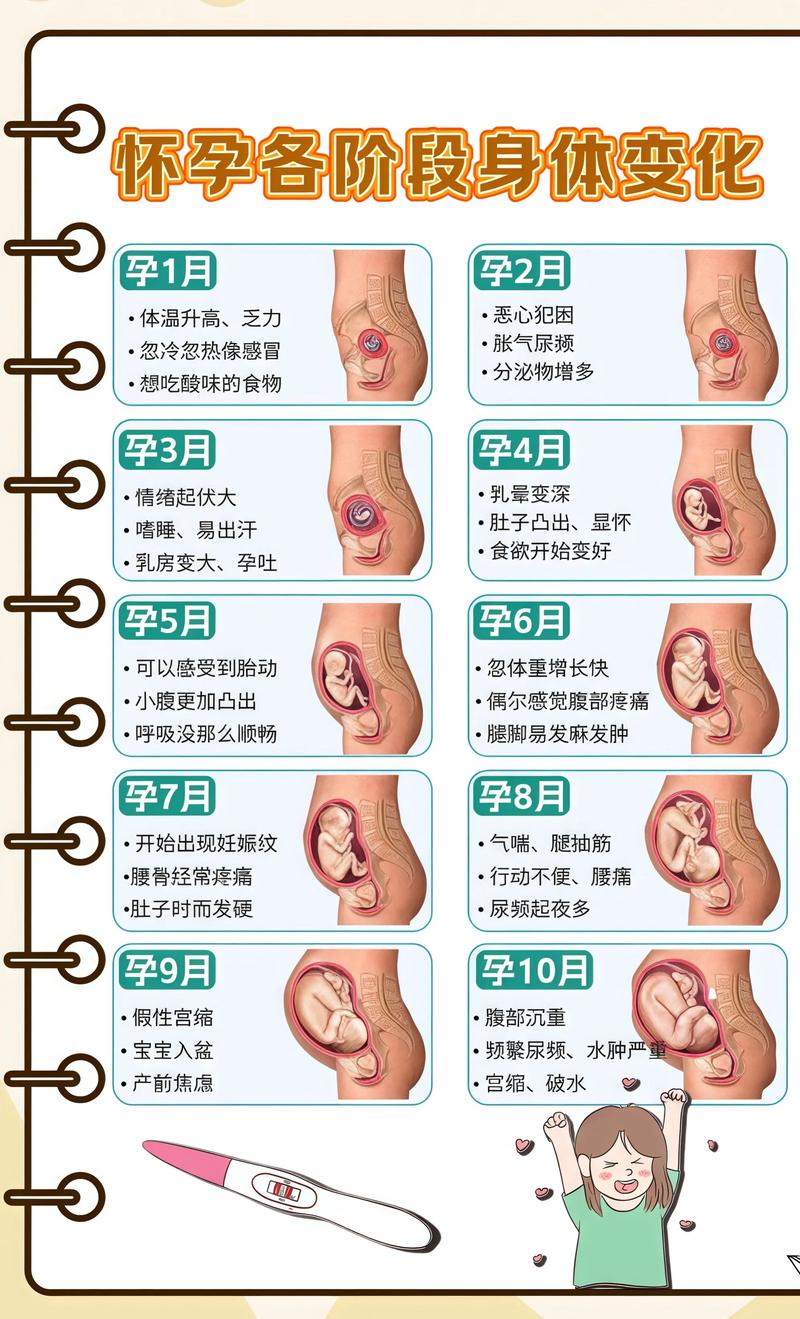 揭秘供卵代孕妈妈怀孕小腹分两节,孕期变化的奥秘庆阳代生机构: